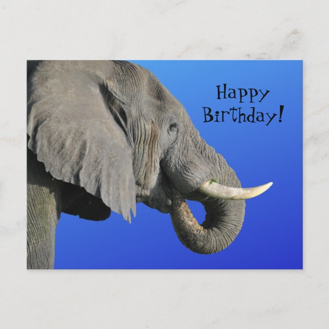  Funny Elephant Age Irrelevant Blue Happy Birthday Postcard (Front)