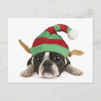 Funny Elf Postcard by xmasstore at Zazzle