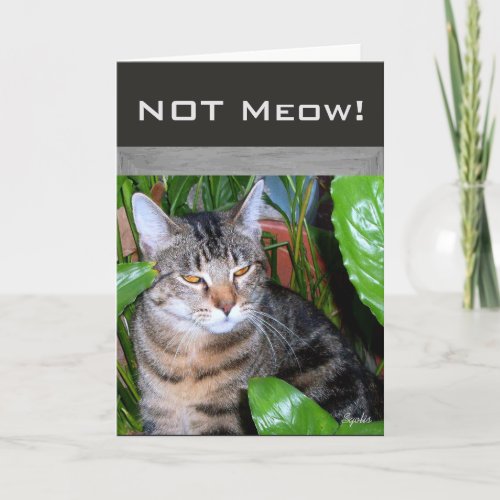 Funny Expression  Not Meow Cat Note Card