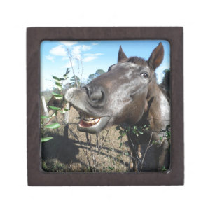 Funny Face brown horse Gift Box