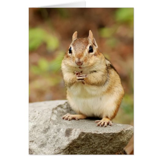 Funny Face Chipmunk Cards (Front)