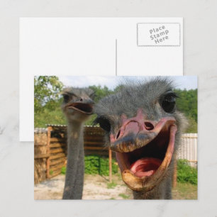 Funny Face Ostrich Couple Photo Postcard