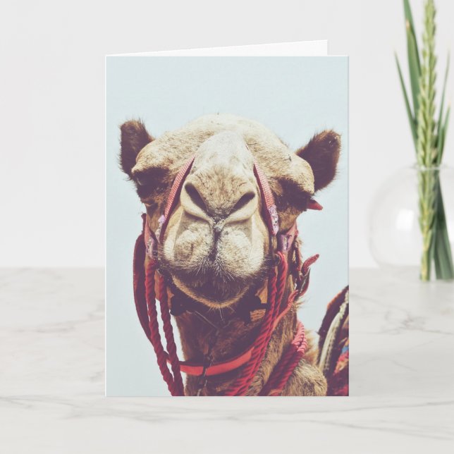 Funny Face Photo of a Sassy Cute Llama Card (Front)
