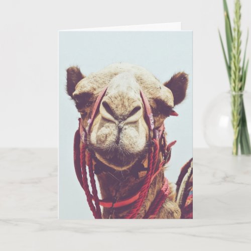 Funny Face Photo of a Sassy Cute Llama Card