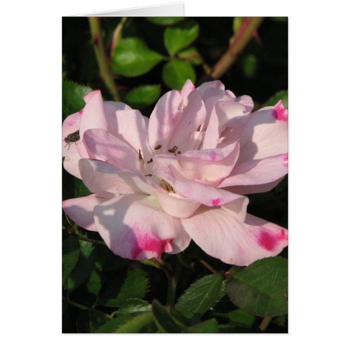 Funny Face Shrub Rose 115 Greeting Card