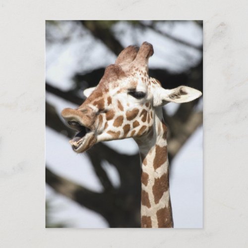 Funny faced reticulated giraffe San Francisco Postcard
