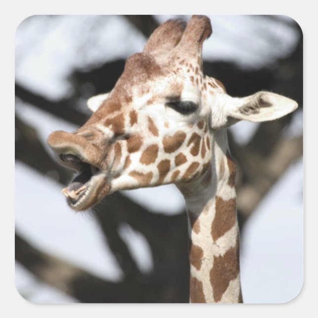 Funny faced reticulated giraffe, San Francisco Square Sticker (Front)