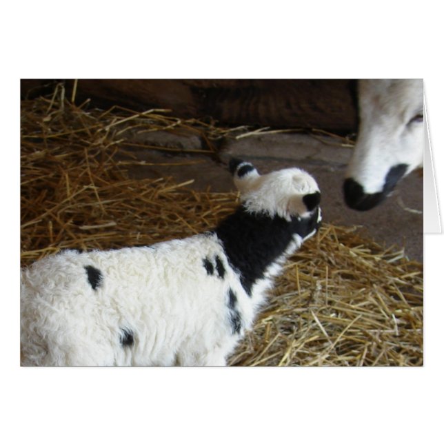 Funny Face's Lamb Cards (Front Horizontal)