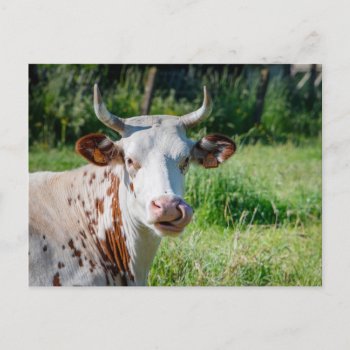 Funny Farm Animal - Cow Humor - Cows Tongue Postcard by ZenPrintz at Zazzle