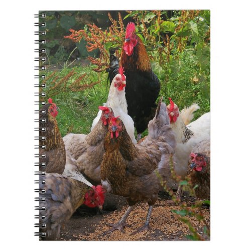Funny Farmyard Chickens Hens  Rooster Notebook