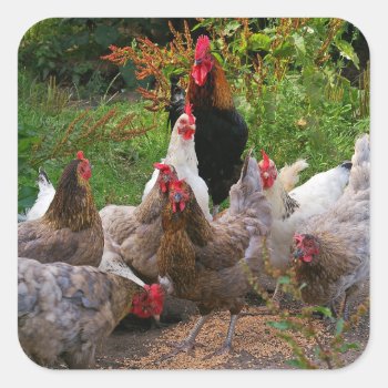 Funny Farmyard Chickens & Rooster Glossy Stickers by RosellaDesigns at Zazzle