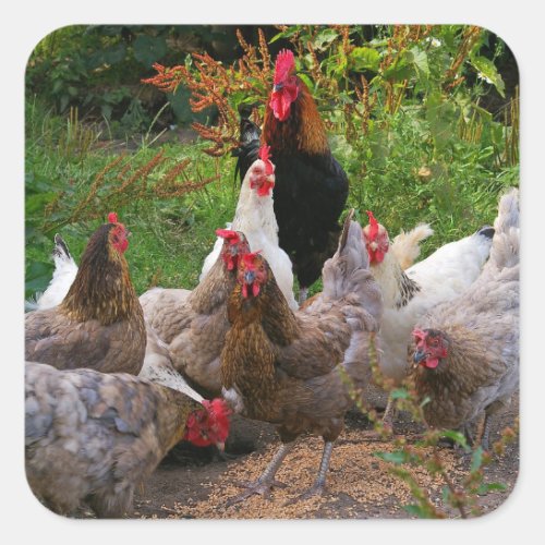 Funny Farmyard Chickens  Rooster Glossy Stickers