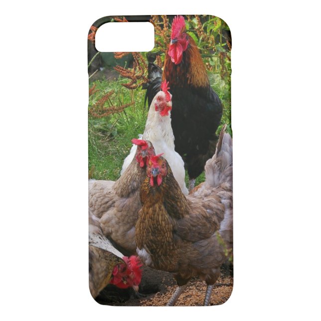 Funny Farmyard Chickens & Rooster iPhone Case (Back)
