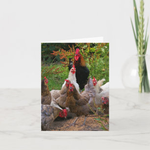 Funny Farmyard Chickens & Rooster Note Card