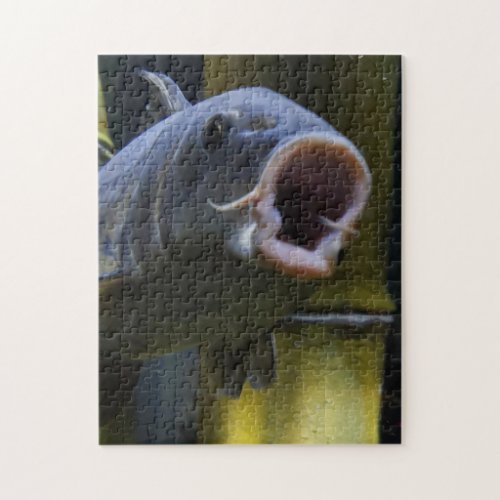 Funny Fish Jigsaw Puzzle