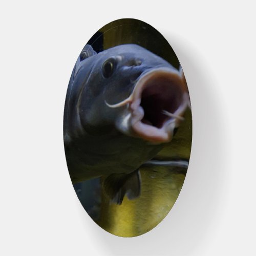 Funny Fish Paperweight