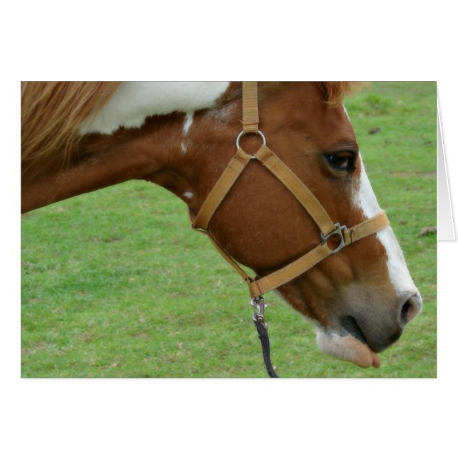 Funny Flashy Horse Cards (Front Horizontal)