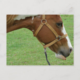 Funny Flashy Horse Postcard