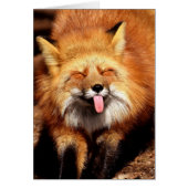 Funny Fox Sticking It's Tongue Out (Front)