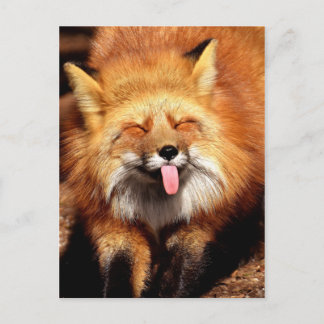 Funny Fox Sticking It's Tongue Out Postcard