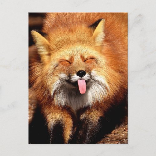 Funny Fox Sticking Its Tongue Out Postcard