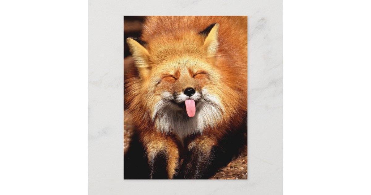 Funny Fox Sticking It S Tongue Out Postcard Zazzle Com