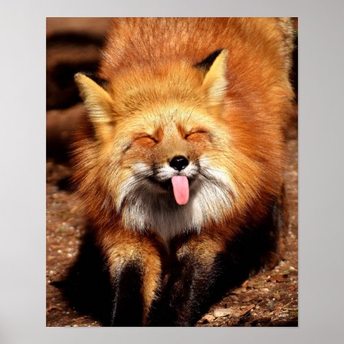 Funny Fox Sticking Its Tongue Out Poster