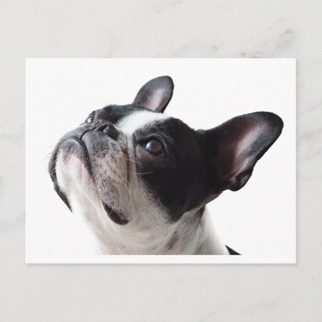 Funny Frenchie Dog Postcard - French Bulldog  (Front)