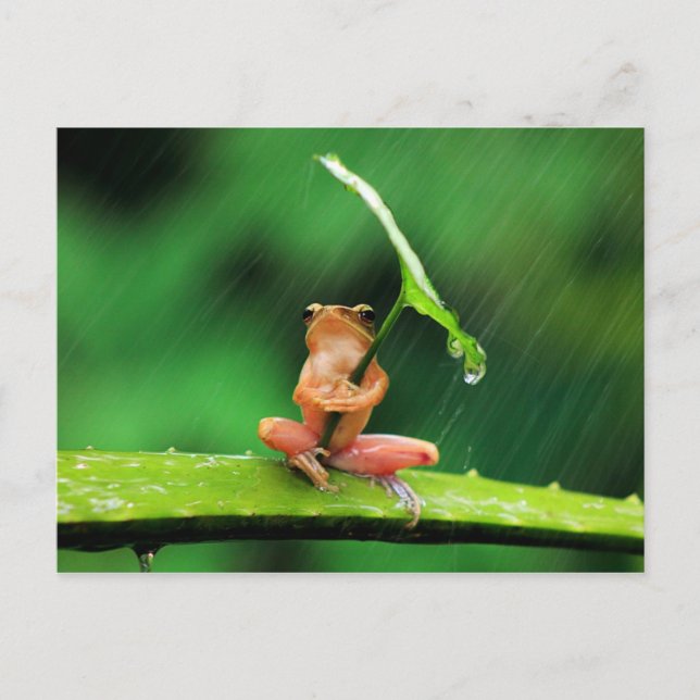 Funny Frog afraid of water Postcard (Front)