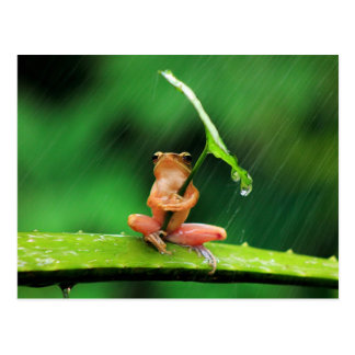 Funny Frog afraid of water Postcard