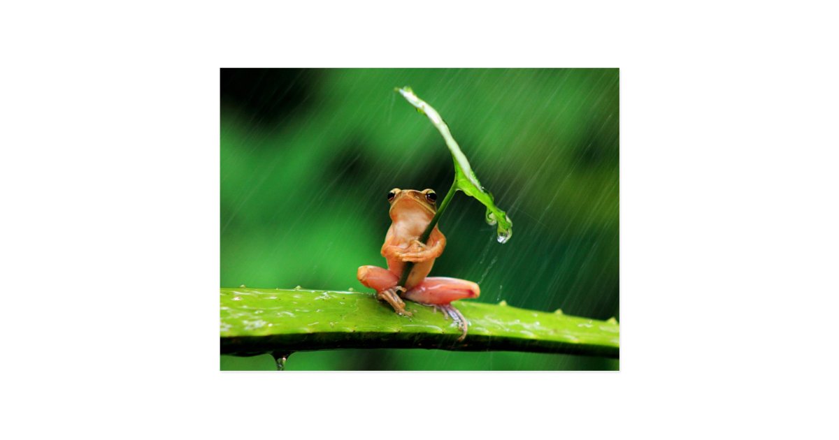 funny frog afraid of water postcard zazzle com create e invitations free
