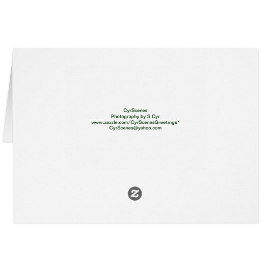 Funny Frog Card (Back Horizontal)