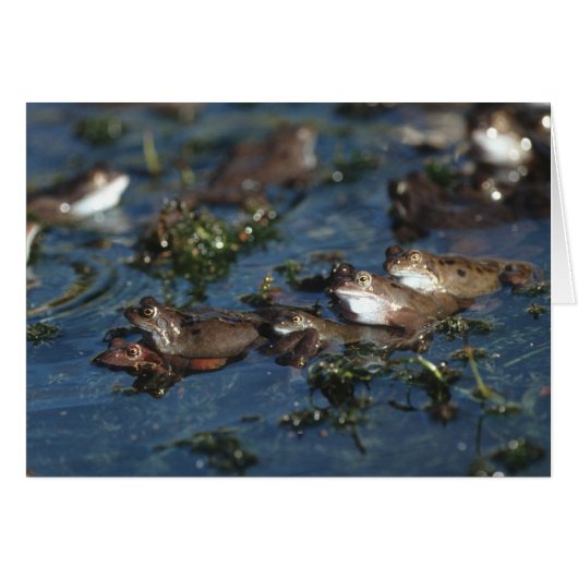 Funny frogs (Front Horizontal)