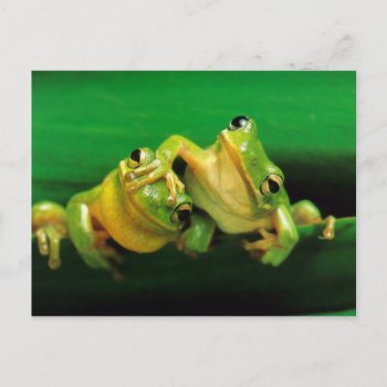 Funny Frogs Postcard by freya18801 at Zazzle