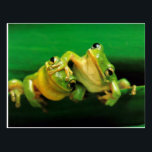 Funny Frogs Postcard<br><div class="desc">Cute Green Frogs</div>