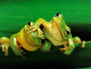 funny frog gifts on