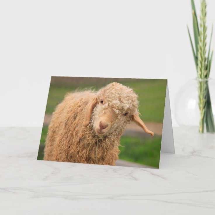 Funny Fuzzy Baby Goat Birthday Card Zazzle