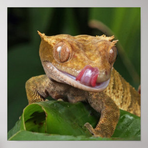 Funny GEKO Licking Lips with Tongue Poster