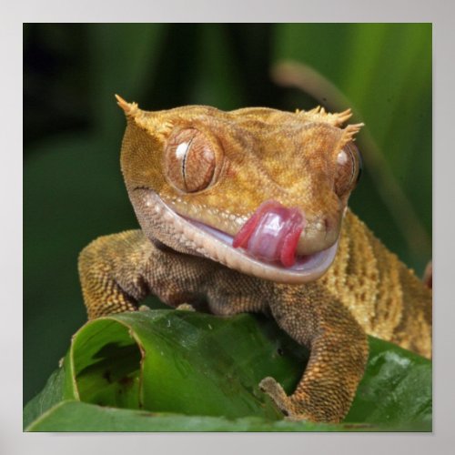 Funny GEKO Licking Lips with Tongue Poster