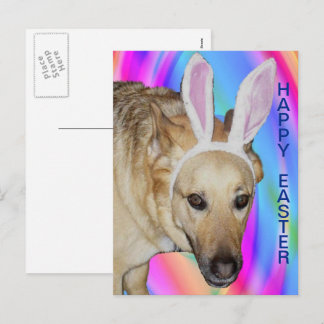 Funny German Shepherd Dog & Easter Bunny Ears Holiday Postcard