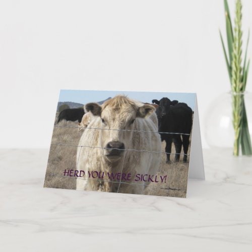 Funny Get Well _ Cute White Cow _ Ranch or Farm Card