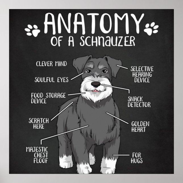 Funny Gift Anatomy Of A Schnauzer Poster (Front)