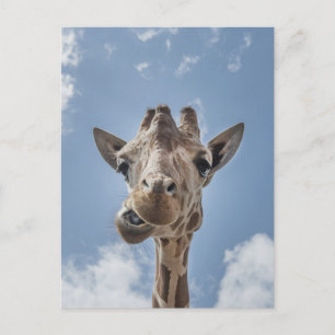 Funny Giraffe Face Close Up Photography Postcard