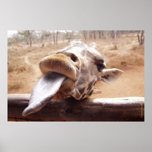 FUNNY GIRAFFE POSTERS - OUT OF AFRICA - PRINTS (Front)