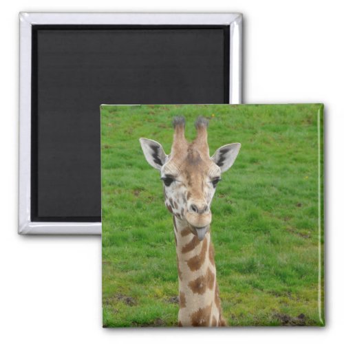 Funny Giraffe Sticking Out Tongue Magnet