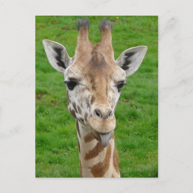 Funny Giraffe Sticking Out Tongue! Postcard (Front)