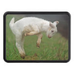 Funny Goat Baby White Goat Jumping In Pasture Hitch Cover at Zazzle