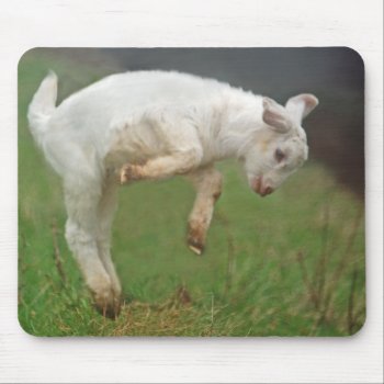 Funny Goat Baby White Goat Jumping In Pasture Mouse Pad by oinkpix at Zazzle