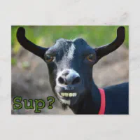 goat meme