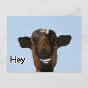 Funny Farm Animals Meme Invitations, Cards & Stationery | Zazzle